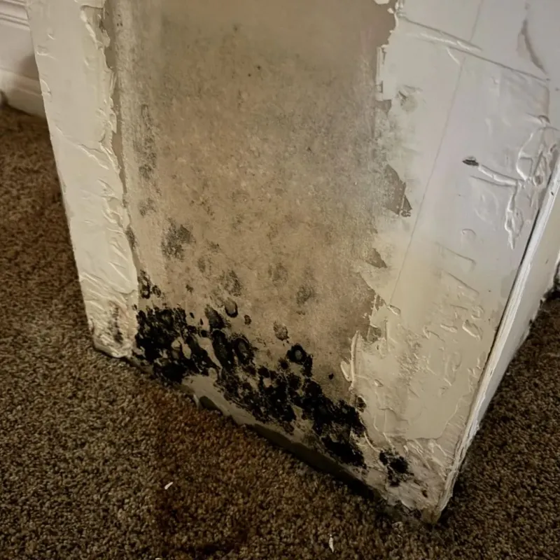 Professional Mold Removal in Pittsylvania County, VA